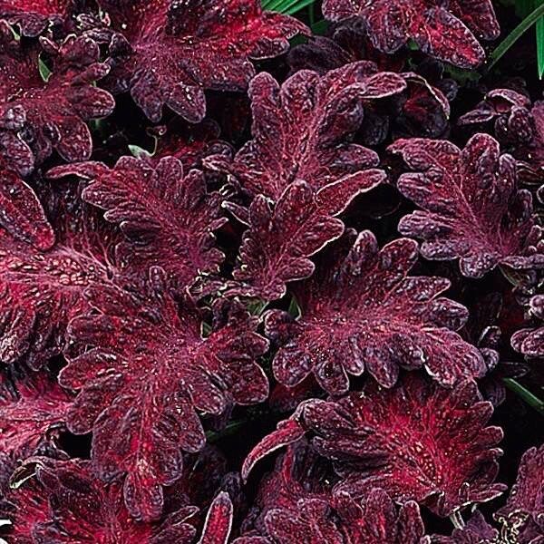 Rainbow Striped Coleus Seeds ~ Coleus Blumei ~ Plants ~ Garden ~ Grow Your Own ~ Spring Flowers ~ Instead of Flowers ~ Flowers ~ Houseplants