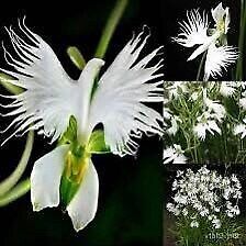 Fringed Orchid Seeds ~ Habenaria Radiata ~ Crane Orchid ~ Pecteilis Radiata ~