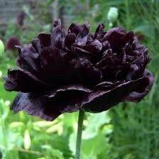 Papaver Paeoniflorum ‘Black Peony’ Poppy Seeds ~ Mixed Colors Flowers ~ Cool Flowers ~ Rare ~ Heirloom Seeds