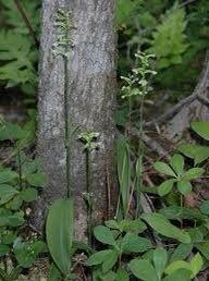 Platanthera Clavellata Seeds ~ Little Club-Spur Bog-Orchid ~ Orchids ~ Usual Flowers ~ Exotic Flower