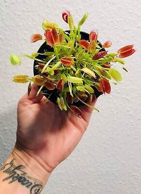 Venus Flytrap Seeds~Carnivorous Plants~Carnivore~Science Projects~Grow Your Very