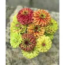 Zinnia “Queen Lime Mix” Seeds ~ Flower Seeds ~ Plants ~ Garden ~ Grow Your Own ~ Spring Flowers ~ Instead of Flowers ~ Flowers