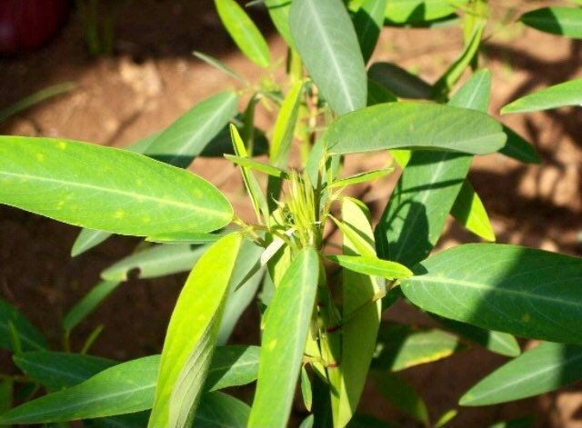 telegraph plant seeds Dancing Telegraph Plant Seeds~Dancing Tree~Dancing Grass~Dancing Plant~Codariocalyx Motorius~Semaphore~Telegraph Plant