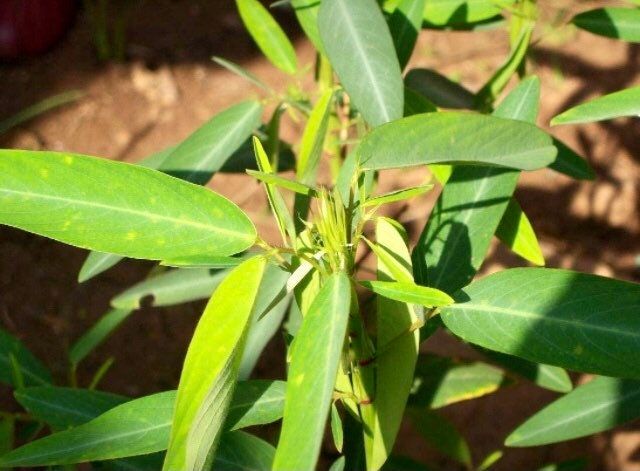 Dancing Telegraph Plant Seeds~Dancing Tree~Dancing Grass~Dancing Plant~Codariocalyx Motorius~Semaphore~Telegraph Plant