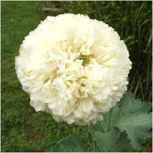 Cream Peony Poppies ~ Papaver Paeoniflorum  ~ Cool Flowers ~ Rare ~ Heirloom