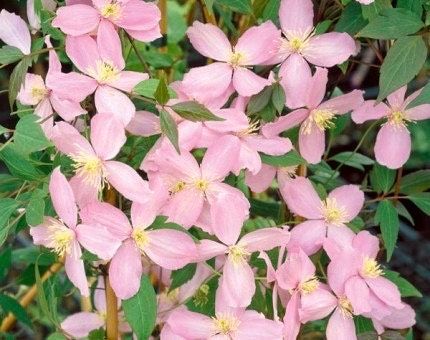 Pink Fragrant Spring Clematis Seeds ~ Montana ~ Fragrance Flowers ~ Vanilla ~ Garden ~ Grow Your Own ~ Spring Flowers ~ Instead of Flowersu