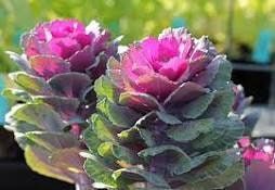 Flowering Kale Seeds ~ Kale Crane Pink ~ Ornamental ~ Grow Your Own ~ Spring ~ Houseplants