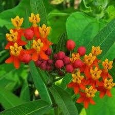 Bloodflower Seeds ~ Asclepias Curassavica ~ Milkweed ~ Seeds ~ Butterflies ~ Gifts ~ Grow Your Own ~ Spring Flowers ~ Instead of Flowers