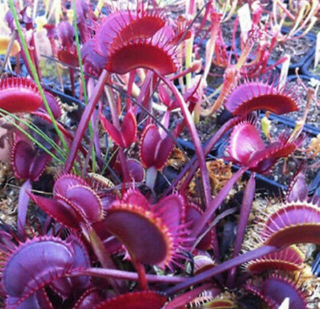 Variety Venus Flytrap Seeds ~ The Seeds of Giants ~ Carnivorous Plants ~ Carnivore ~ Grow Your Very Own