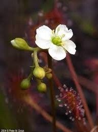 Drosera Intermedia Seeds ~ Spoonleaf Sundews ~ Carnivorous ~ Bug Eating ~ Oblong-leaved Sundew ~ Carnivore