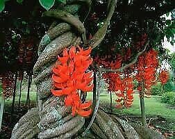 Semi rari di Mucuna bennettii - Vite di giada rossa Semi rari di Mucuna bennettii - Vite di giada rossa