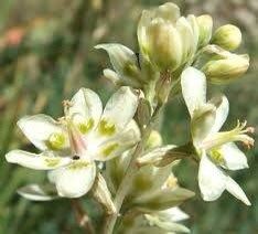 Zigadenus Elegans Seeds ~ Anticlea Elegans ~ Plants ~ Garden ~ Grow Your Own ~ Spring Flowers ~ Instead of Flowers