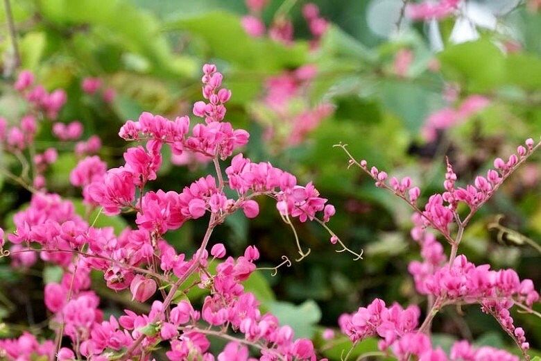 Rare Pink Coral Vine Chain of Love Seeds ~ Antigonon Leptopus ~ Heart Shaped Flowers ~ Blooms ~ Cut Flowes ~ Beautiful ~ Bouquets