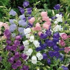 Mixed Canterbury Bells Seeds ~  Campanula Medium ~ Biennial Bloom ~ Spring Time