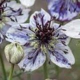 Nigella Papillosa Delft Blue Seeds ~ Forget Me Nots ~ Rare ~ Rare Plants ~ Grow Your Own ~ Spring Flowers