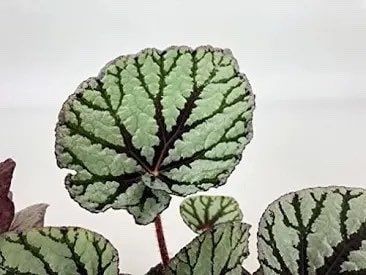 Green Rex Begonias Seeds ~ Plants ~ Garden ~ Grow Your Own ~ Spring Flowers ~ Instead of Flowers ~ Flowers