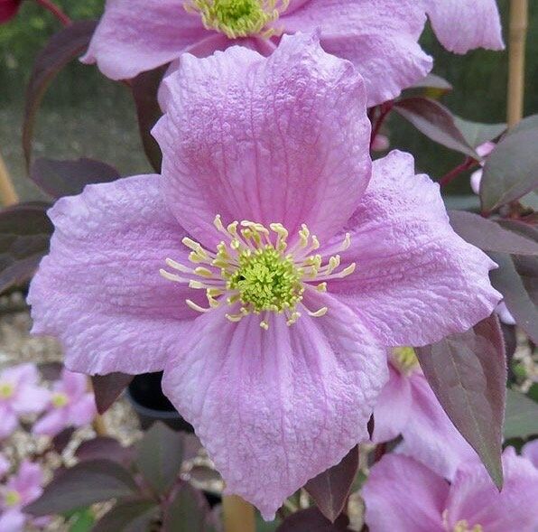 Pink Fragrant Spring Clematis Seeds ~ Montana ~ Fragrance Flowers ~ Vanilla ~ Garden ~ Grow Your Own ~ Spring Flowers ~ Instead of Flowersu