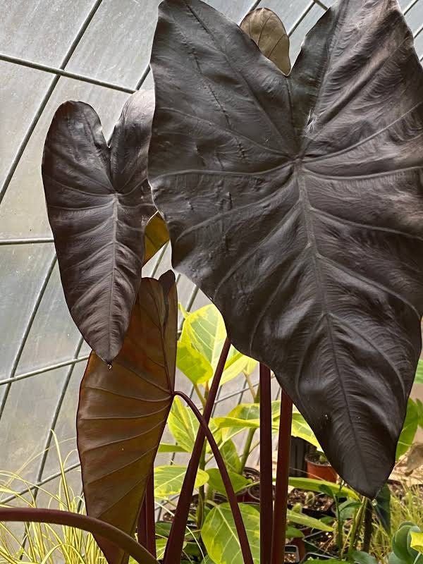 Colocasia Black Magic Seeds ~ Black Elephant Ear Plant ~ Taro ~ Araceae ~ Houseplants ~ Green House ~ Gardening ~ Spring ~ Cool Plants