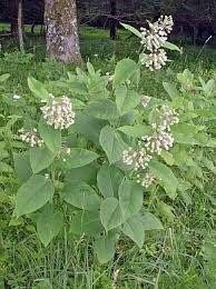 Poke Milkweed Seeds ~ Asclepias Exaltata ~ Asclepias Bicknellii ~ Asclepias Phytolaccoides