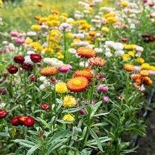 Mix Swiss Giant Strawflower Seeds ~ Golden Everlasting ~ Flower ~ Seeds ~ Gifts ~ Grow Your Own ~ Spring Flowers ~ Instead of Flowers