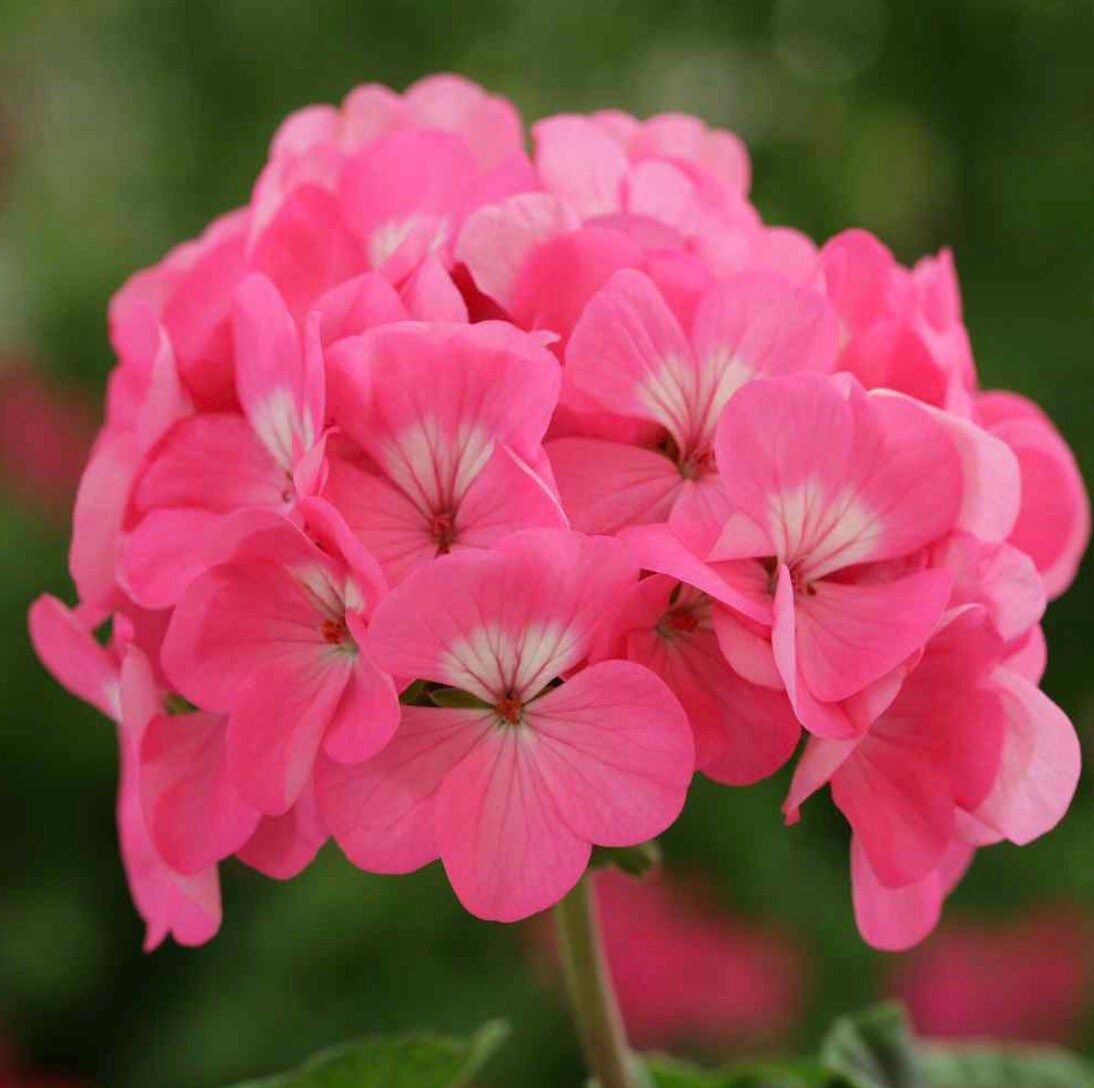 Rose Geranium Seeds ~ Pretty Flowers ~ Garden ~ Grow Your Own ~ Spring Flowers ~ Easy Care ~ Flowers ~ Bouquets ~ Spring ~ Garden