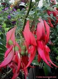 Clianthus Puniceus ‘Pink Flamingo’ Seeds ~ Spring Flowers ~ Instead of Flowers ~ Presents ~ Gifts ~ Sympathy ~ Rare