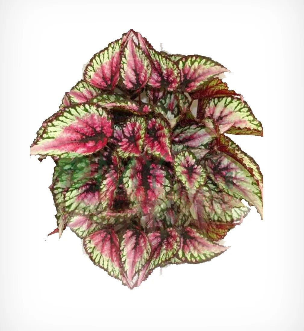 Pink-Green Rex Begonias Seeds ~ Plants ~ Garden ~ Grow Your Own ~ Spring Flowers ~ Instead of Flowers ~ Flowers