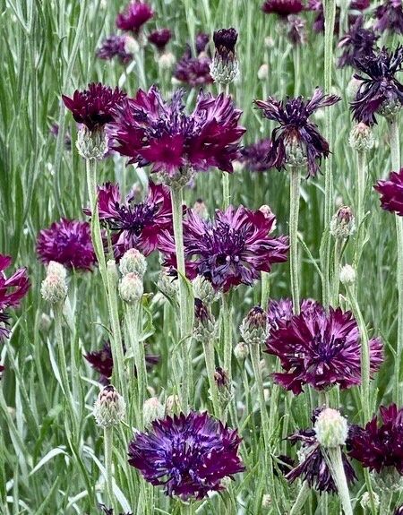 Double ‘Velvet Dawn’ Coneflower Seeds ~ Bachelor Buttons ~ Flowering Plant ~ Heirloom ~ Flowers ~ Flower ~ Growing Flowers ~ Garden