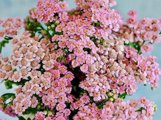 Yellow Love Parade Seeds ~ Achillea Sibirica ~ Rare ~ Rare Plants ~ Grow Your Own ~ Spring Flowers ~ Lovely ~ Bouquets ~ Garden