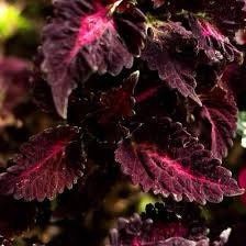 Black Dragon Coleus Seeds ~ Plants ~ Garden ~ Grow Your Own ~ Spring Flowers ~ Instead of Flowers ~ Flowers