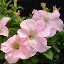 Dreams Appleblossom Petunia Seeds ~ Plants ~ Garden ~ Grow Your Own ~ Spring Flowers ~ Instead of Flowers ~ Flowers