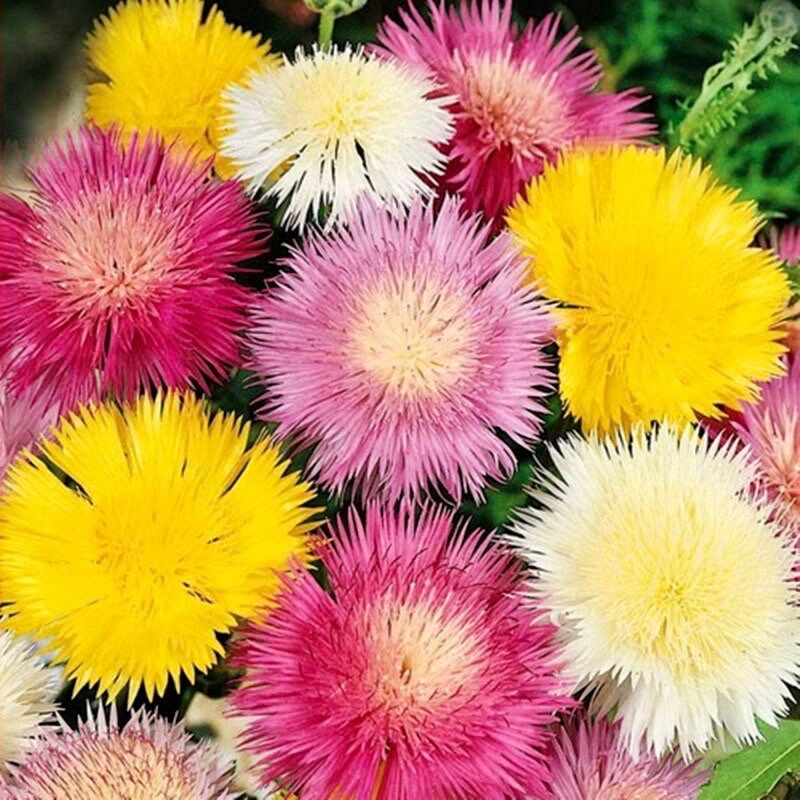 Rainbow Mixed Sultan Imperialis Seeds ~ Amberboa Moschata ~ Plants ~ Garden ~ Spring Flowers ~ Instead of Flowers ~ Flower