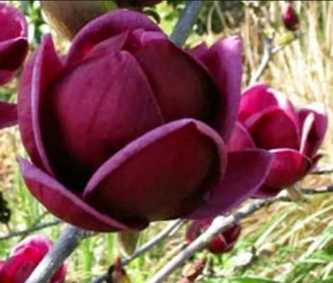 Genie Dark Red Yulan Magnolia Tree Seeds ~ Fragrant Flowers ~ Home Garden ~ Exotic Flower ~ Rare