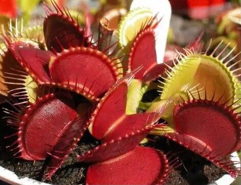 Variety Venus Flytrap Seeds ~ The Seeds of Giants ~ Carnivorous Plants ~ Carnivore ~ Grow Your Very Own