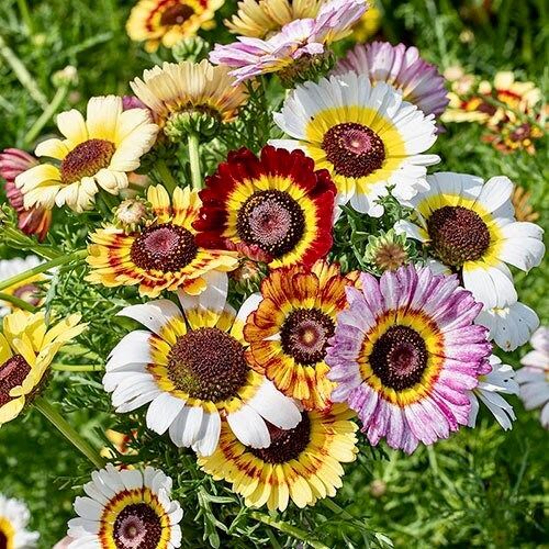 Mix Painted Daisy Seeds ~ Tanacetum Coccineum ~ Chrysanthemum Coccineum ~ Bouquets ~ Spring ~ Gardeners ~ Flowers