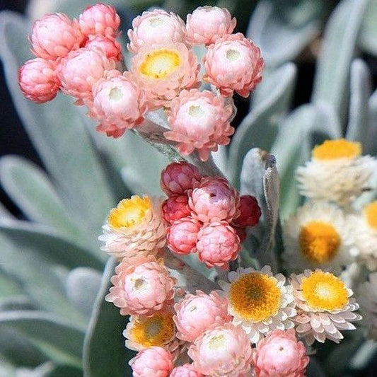 Peach Helichysum Strawflower Seeds ~ Xerochrysum Bracteatum Plants ~ Garden ~ Grow Your Own ~ Spring Flowers ~ Instead of Flowers ~ Flowers