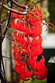 Rare Red Jade Vine Seeds ~ Mucuna Benettii ~ Mucuna Bennettii ~ Mucuna Warburgii