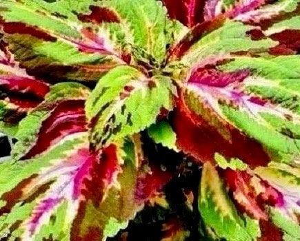 Watermelon Coleus Seeds ~ Plants ~ Garden ~ Grow Your Own ~ Spring Flowers ~ Instead of Flowers ~ Flowers ~ Houseplants