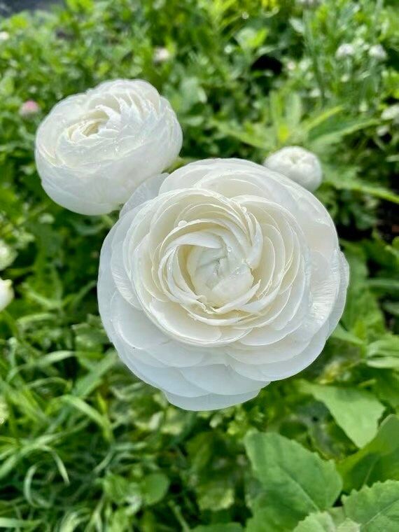 White Double Ranunculus Seeds ~ Wedding Bouquet ~ Flowers ~ Heirloom ~ Fragrance ~ Spring ~ Bouquets for Weddings