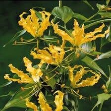 Gloriosa Lutea Seeds ~ Rare ~ Grow Your Own ~ Spring Flowers ~ Instead of Flowers ~ Presents