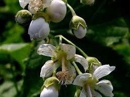 Virginia Fanpetals Seeds ~ Virginia Mallow Ripariosida Hermaphrodita