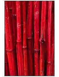 Red Bamboo Seeds ~ Fountain ~ Privacy Climbing ~  Cyrtostachys Renda Tree