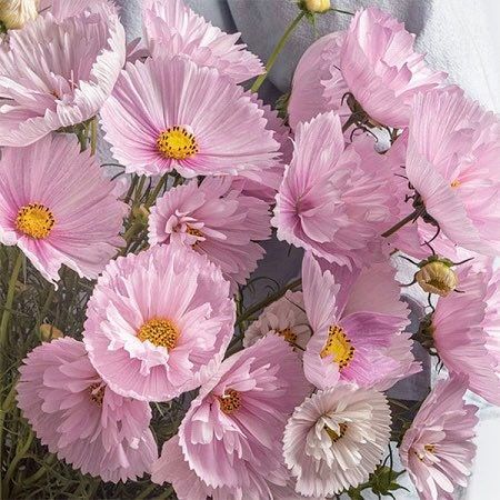 Cosmos Cupcake Blush Seeds ~ Cosmos ~ Cool Flowers ~ Grow Your Own ~ Butterflies ~ Bees ~ Annual ~ Summer ~ Spring ~ Bouquets