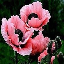 Pink Poppy Seeds ~ Cool Flowers ~ Rare ~ Heirloom