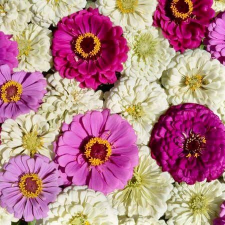 Zinnia Elegans Blueberry Cheesecake Seeds ~ Flowers ~ Butterflies Love ~ Non-GMO Seeds ~ Cool Flowers ~ Bouquets ~ Pretty Flowers ~ Unique