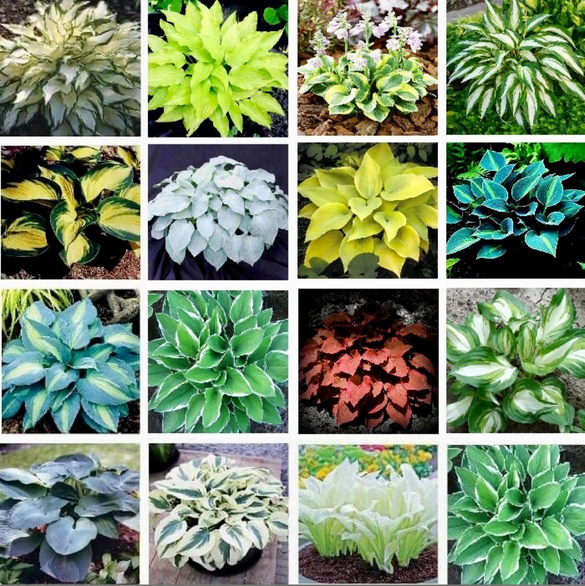 Variety of Hosta Seeds ~ Plants ~ Garden ~ Grow Your Own ~ Spring ~ Instead of Flowers ~ Flowers