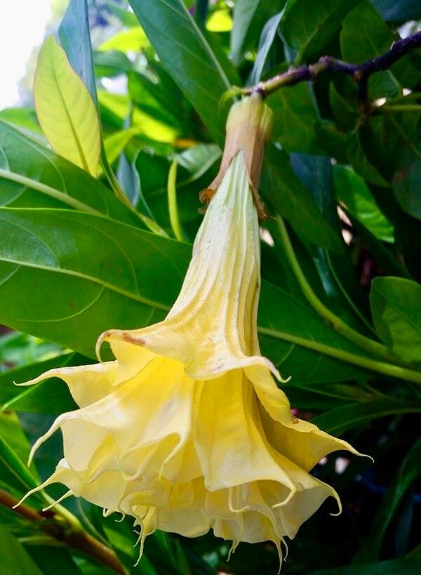 Double Datura Golden Queen Seeds ~ Devil’s Trumpet ~ Datura Metel ~Datura Golden Queen ~ Chlorantha ~ Moonflower