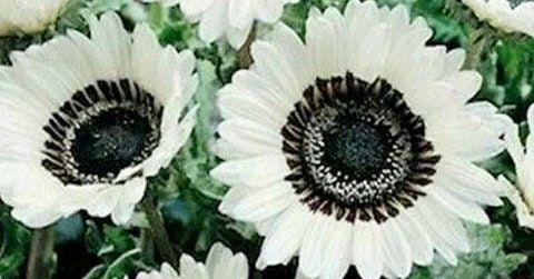 Snow White Sunflower Seeds ~ Helianthus Annuus ~ Pretty Flowers ~ Garden ~ Fall ~ Heirloom Seeds ~ Autumn ~ Bouquets ~ Fresh Cut Flowers