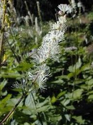 Actaea Elata Seeds ~ Plants ~ Garden ~ Grow Your Own ~ Spring Flowers ~ Instead of Flowers