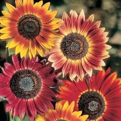 Evening Sun Sunflower Seeds ~ Pretty Flowers ~ Garden ~ Fall ~ Heirloom Seeds ~